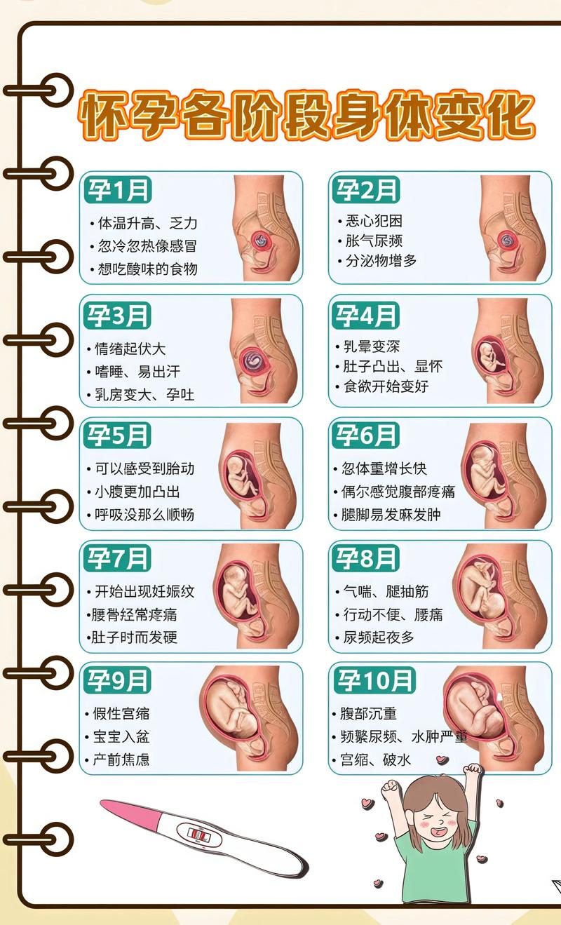 揭秘供卵代孕妈妈怀孕小腹分两节,孕期变化的奥秘巫山代生机构: